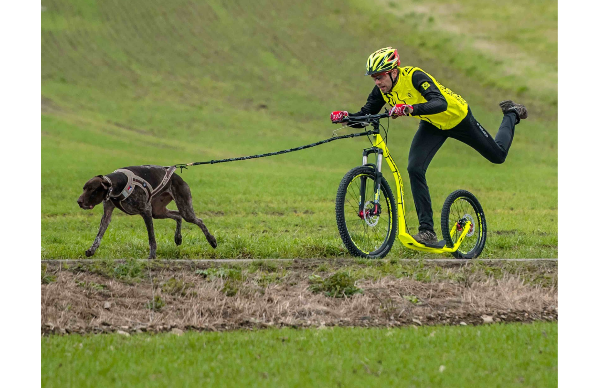 Vodtko s tlumiem pro 2 psy nad 10kg (2,5m, 2 karabiny, ern) - ilustran foto