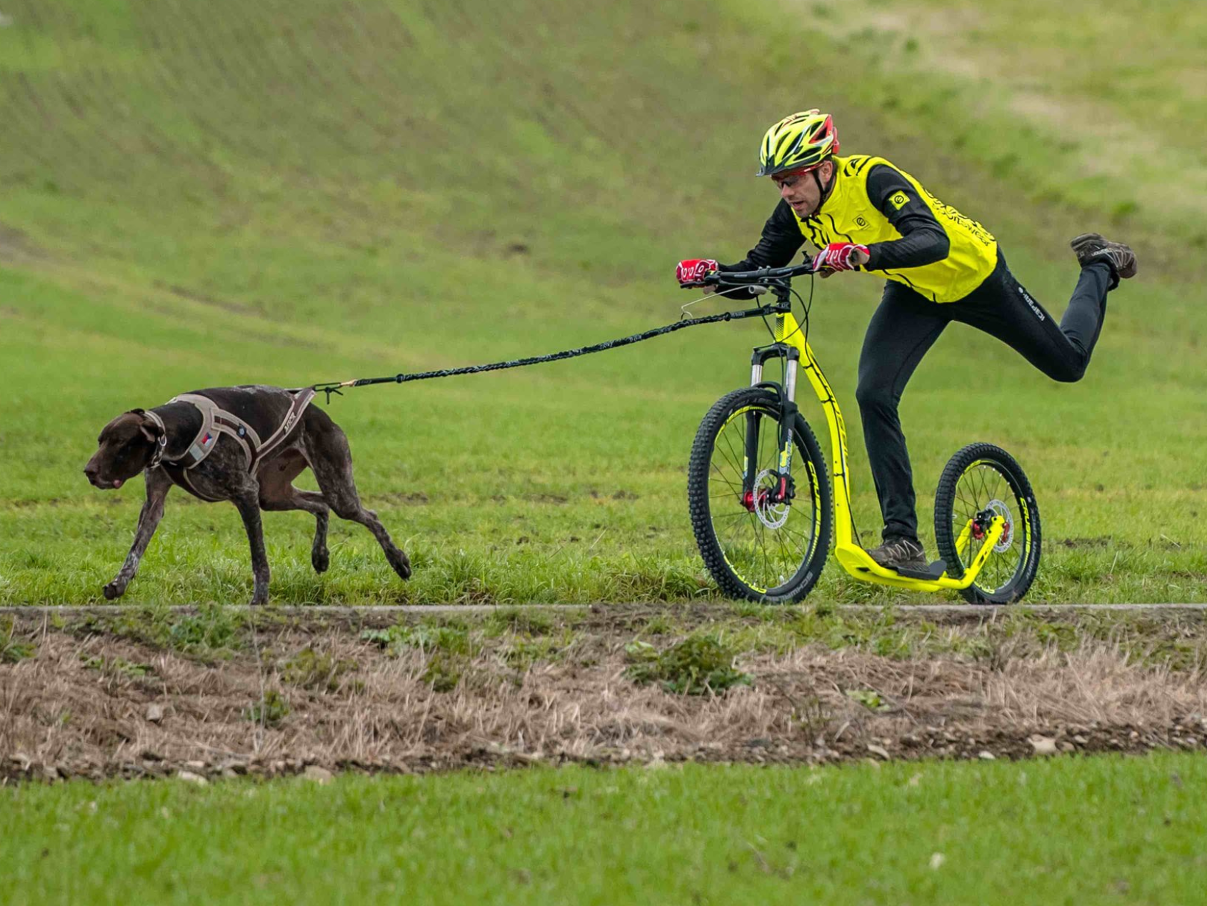 Crussis pruinov adaptr pro mushing - ilustran foto